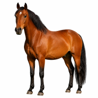 https://molerpa.com/wp-content/uploads/2026/08/equinos-200x200.png