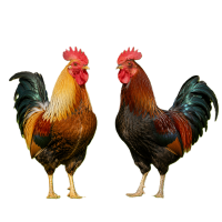 https://molerpa.com/wp-content/uploads/2026/08/gallos-200x200.png