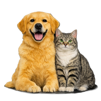 https://molerpa.com/wp-content/uploads/2026/08/mascotas-200x200.png